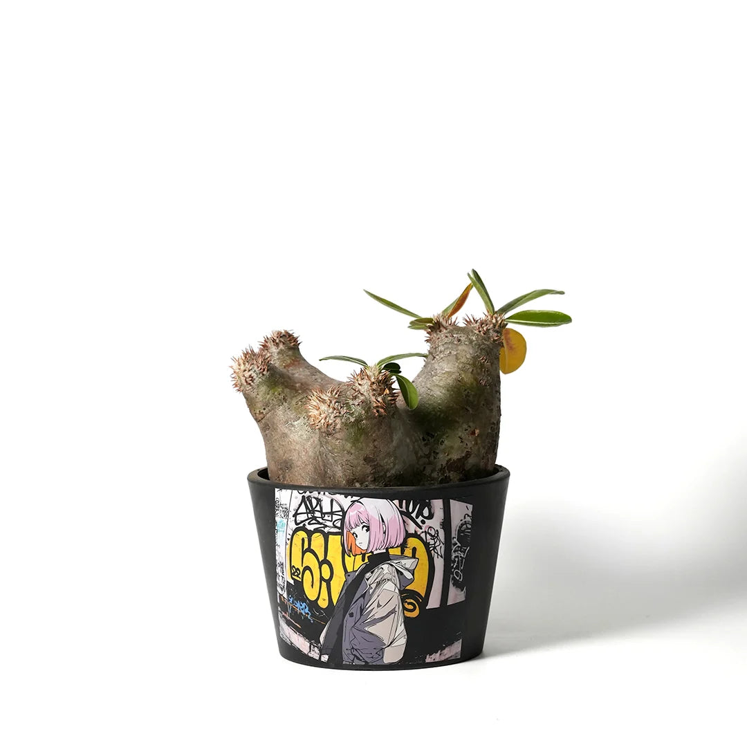 pachypodium enigmaticum  • ①