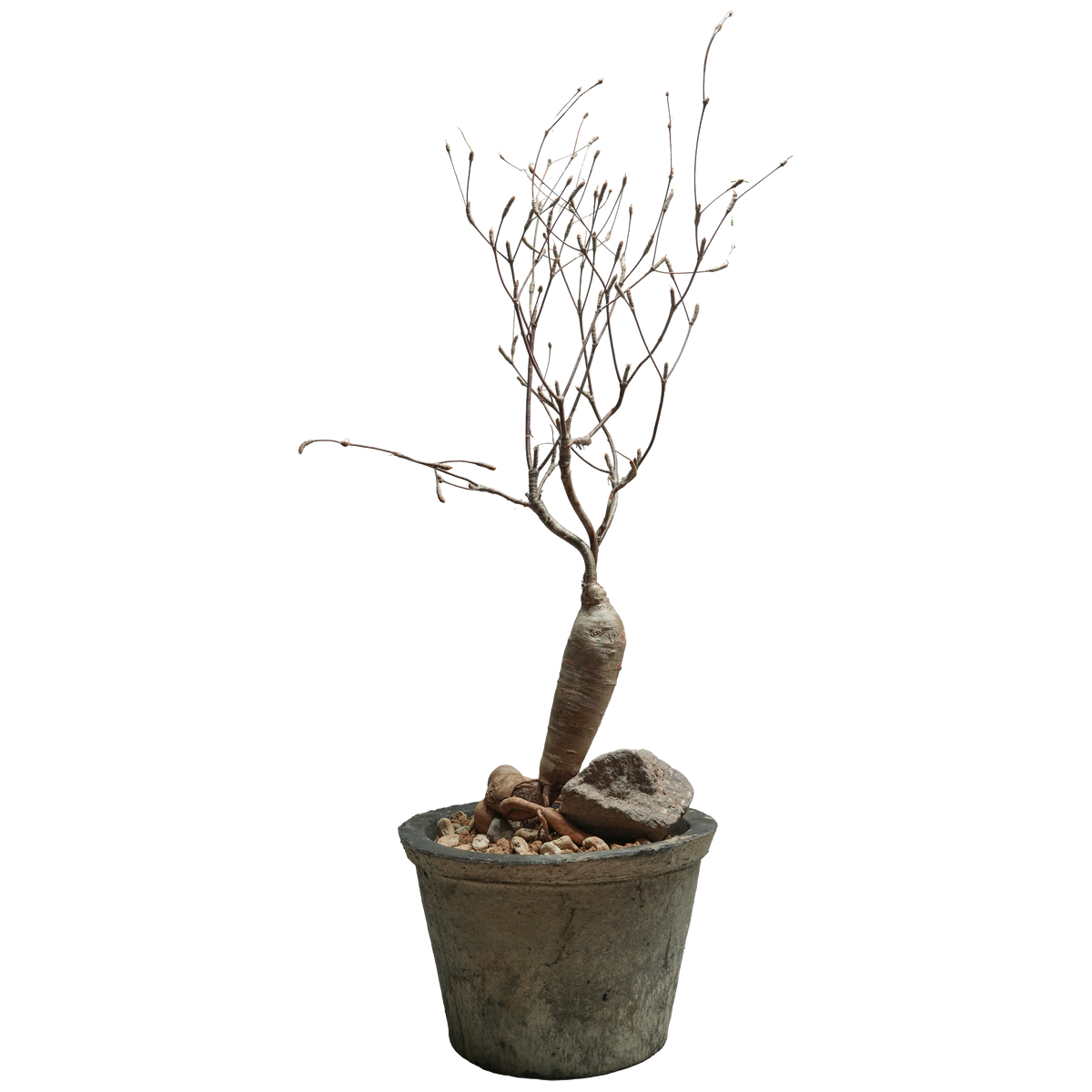 euphorbia hedyotoides  • Ⓛ