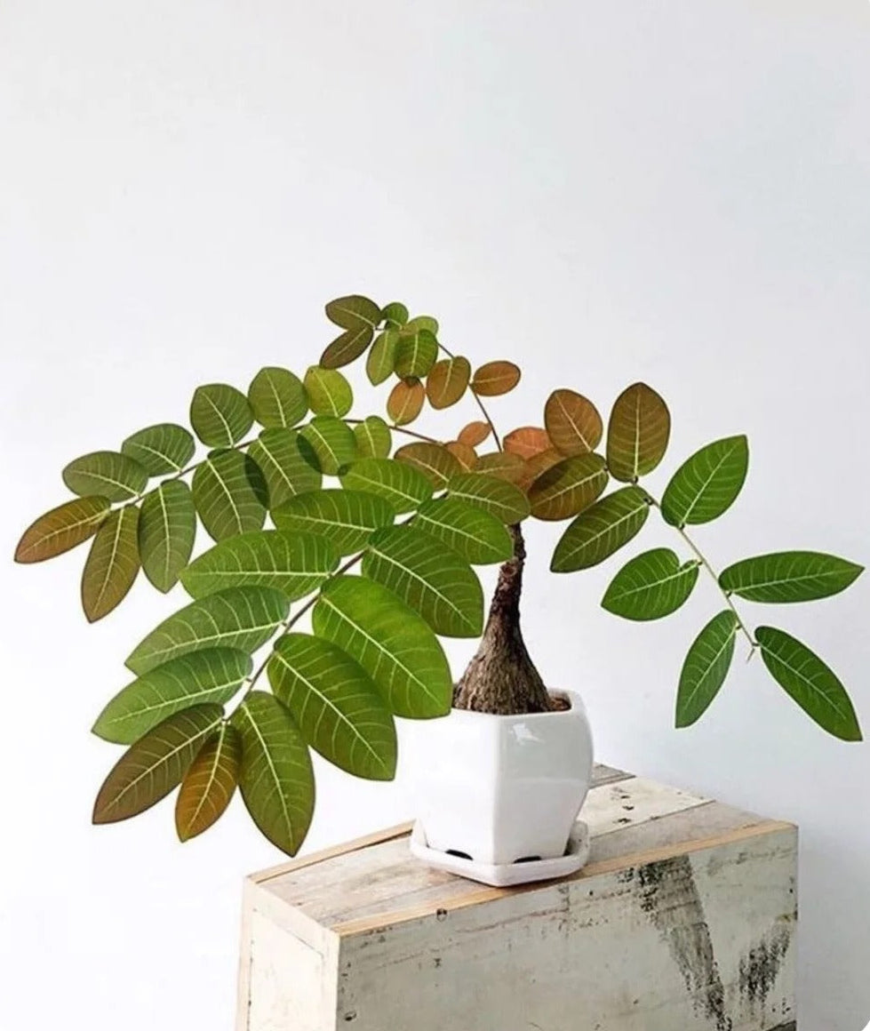 phyllanthus mirabilis • ①