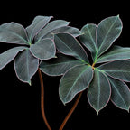 amorphophallus atroviridis