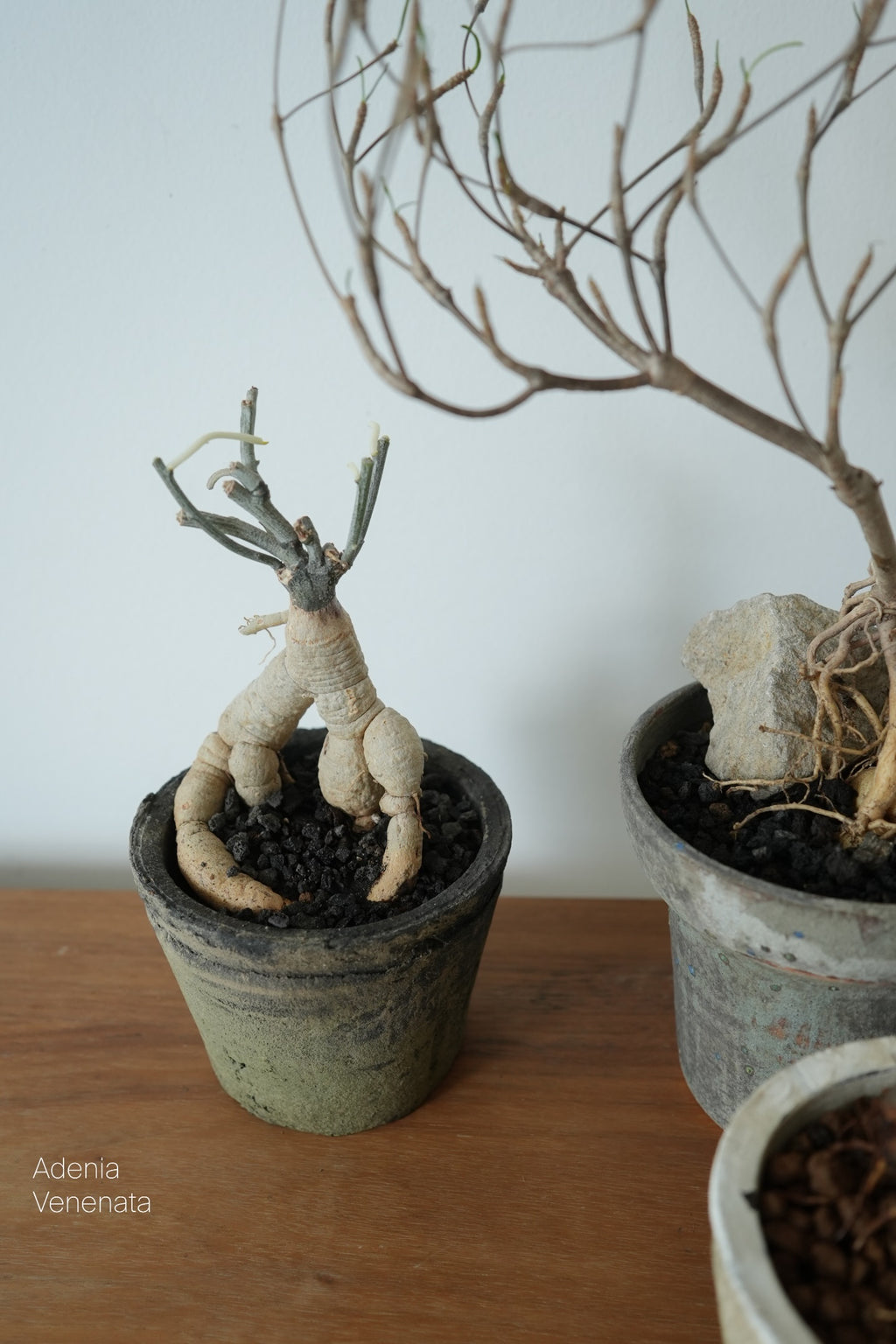 Terracotta Pot • K1 | pickup only