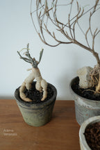 Terracotta Pot • K1 | pickup only