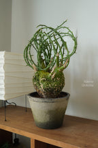Terracotta Pot • K1 | pickup only