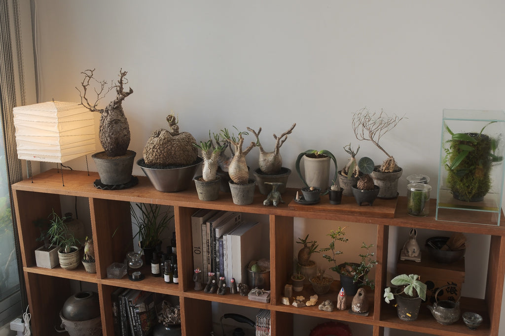 Terracotta Pot • K2 | pickup only