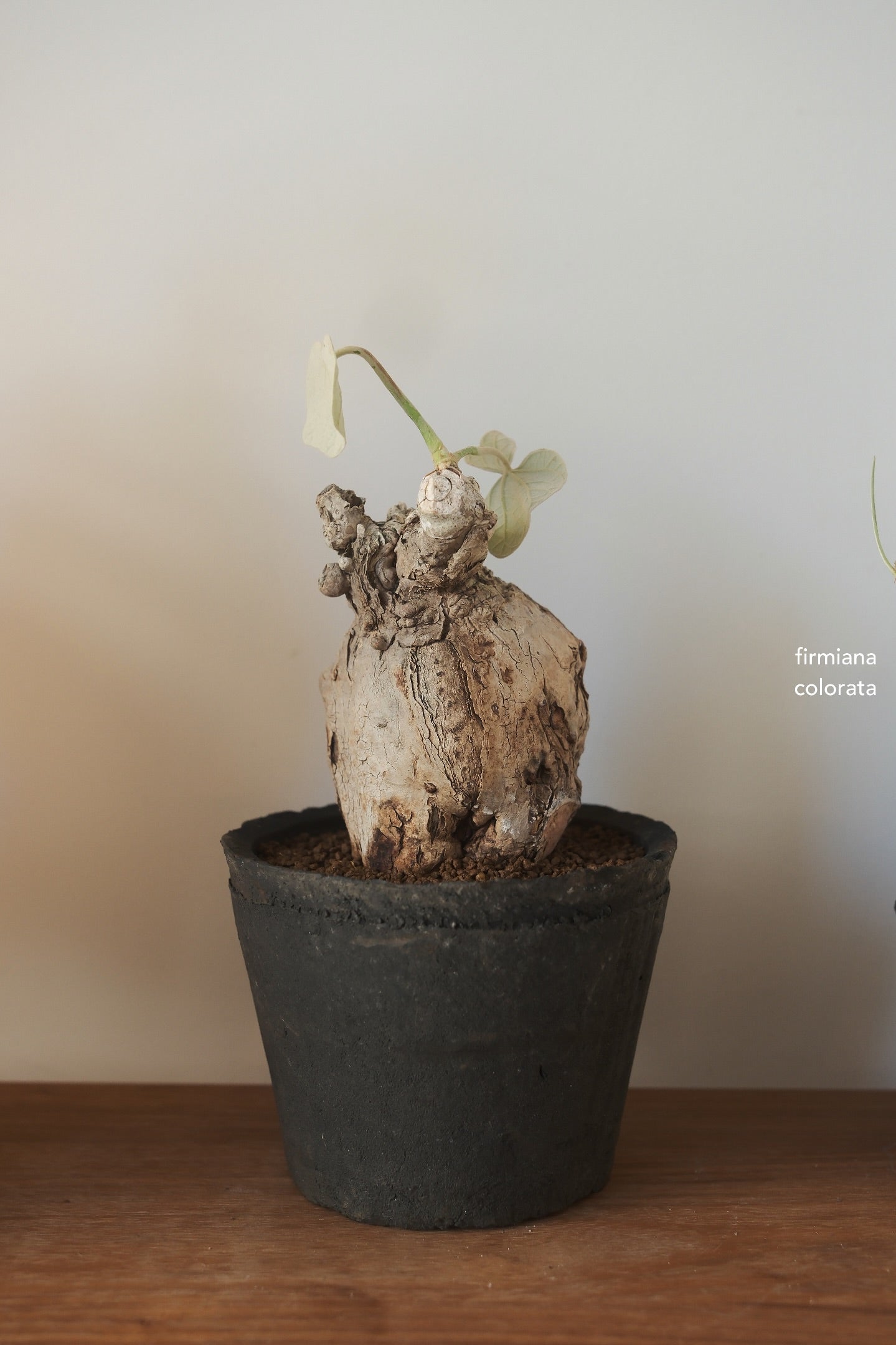 Terracotta Pot • K1 | pickup only