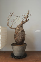 Terracotta Pot • K2 | pickup only