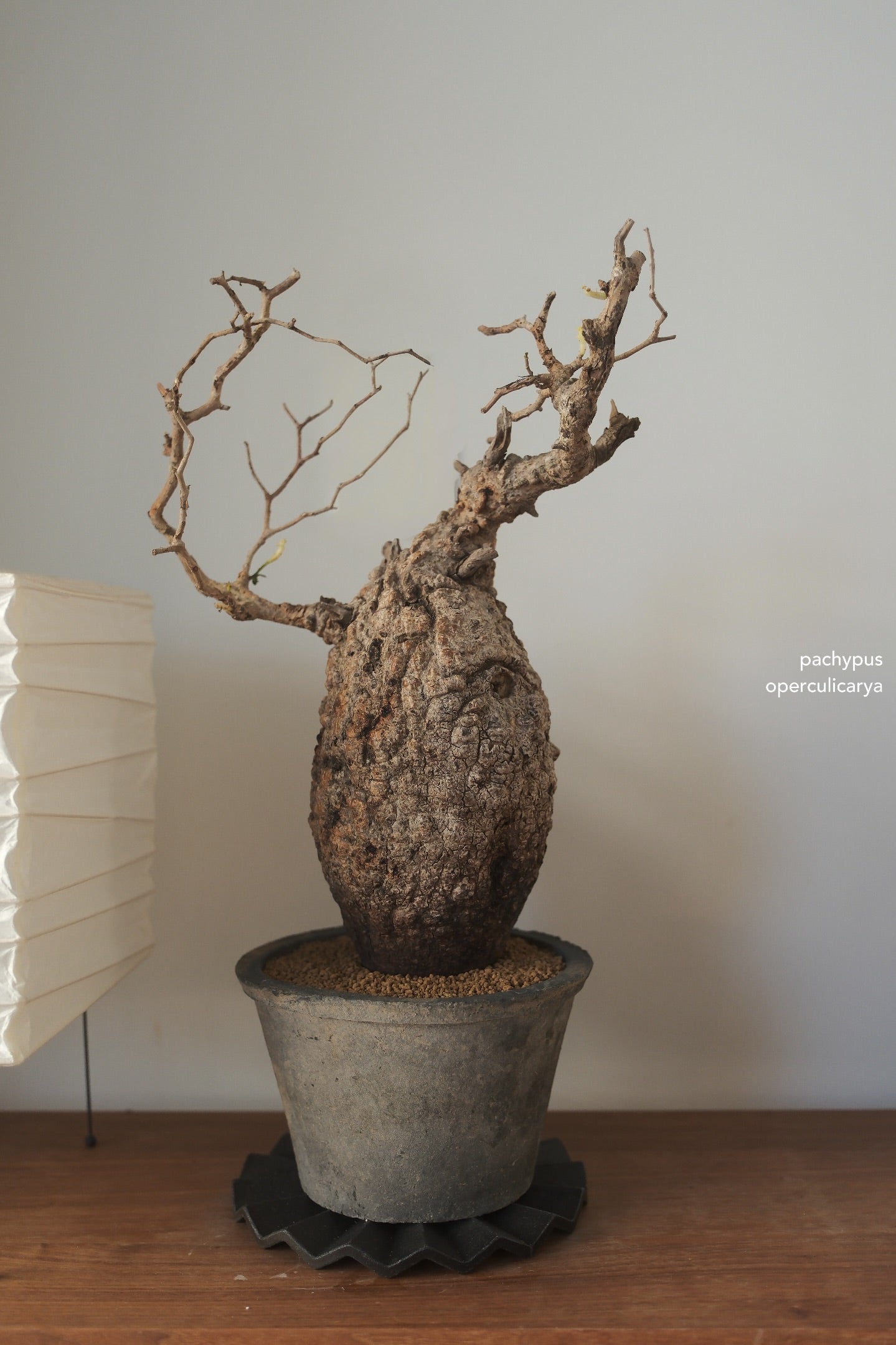 Terracotta Pot • K2 | pickup only