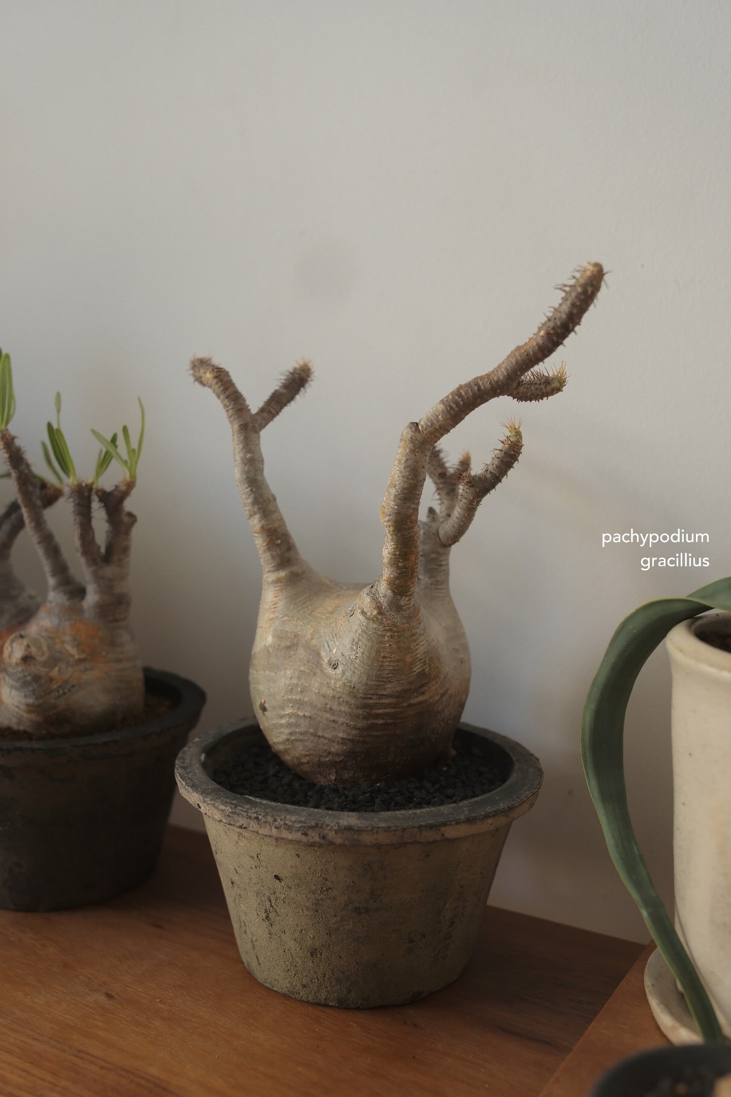 Terracotta Pot • K2 | pickup only