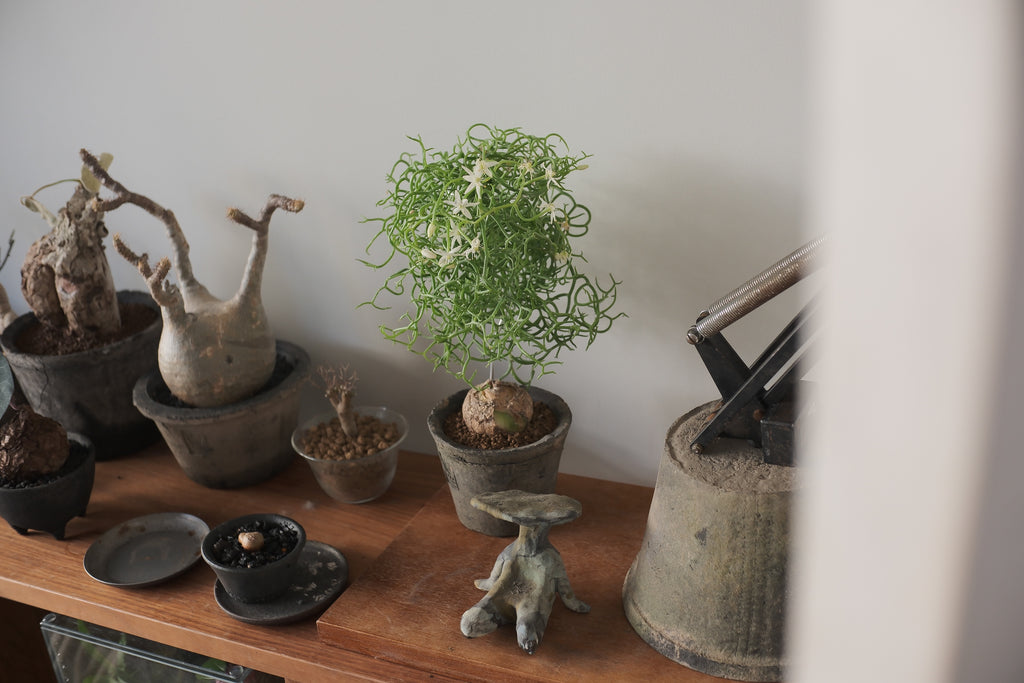 Terracotta Pot • K1 | pickup only