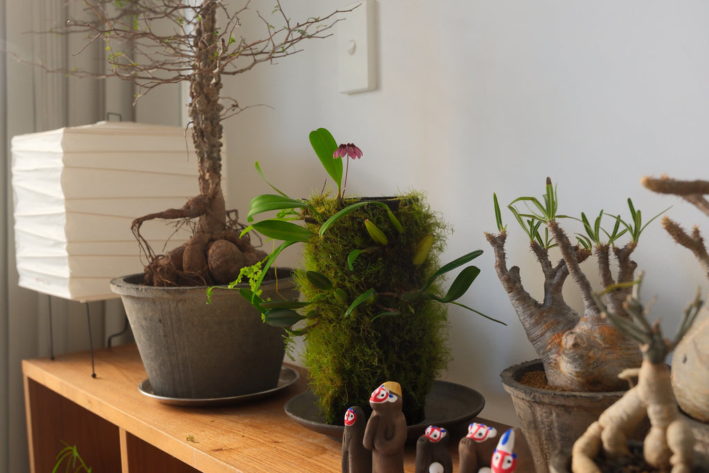 Terracotta Pot • K2 | pickup only