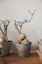 Terracotta Pot • K1 | pickup only