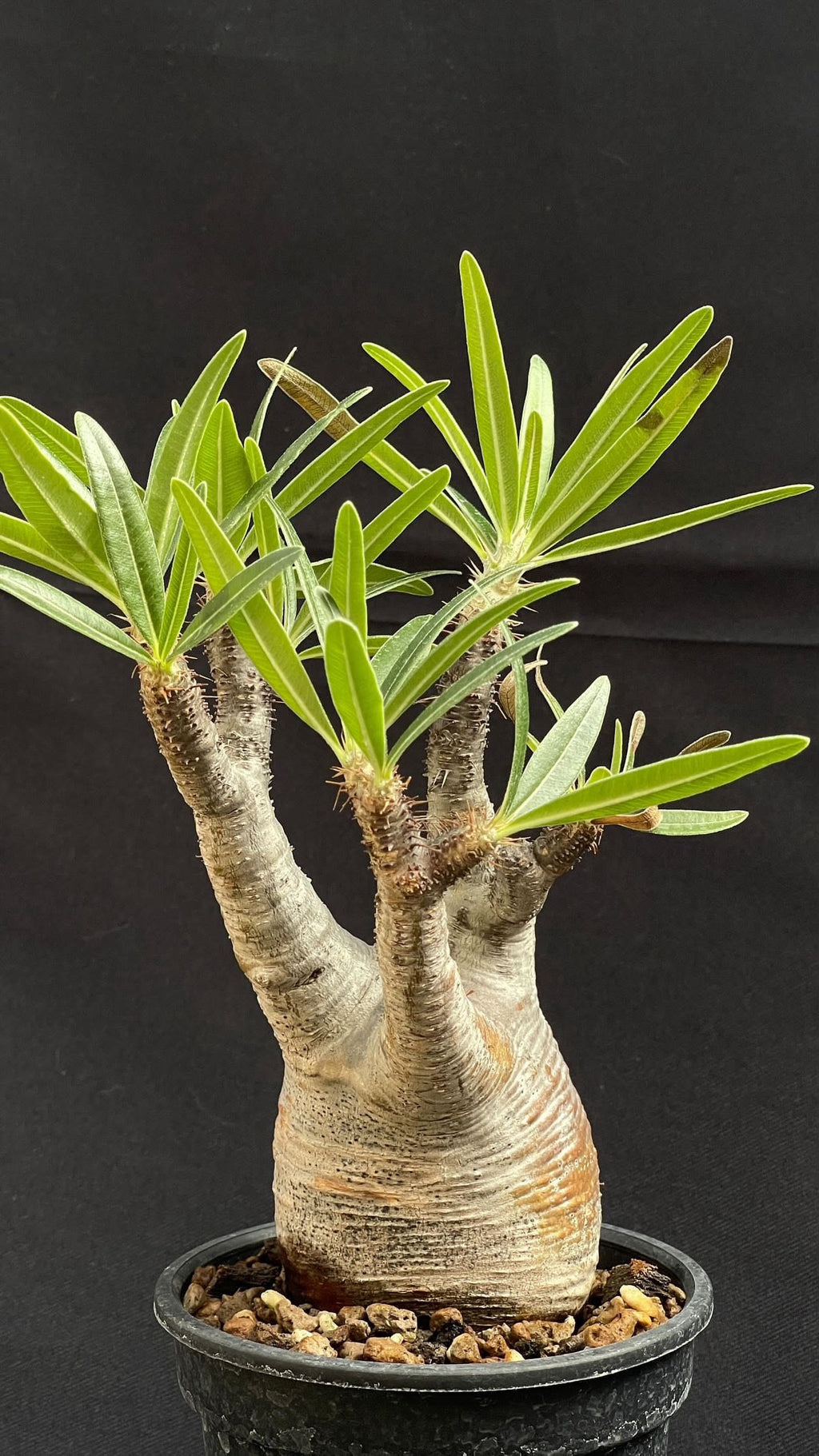 pachypodium gracilius • ⑭