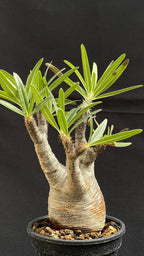 pachypodium gracilius • ⑭