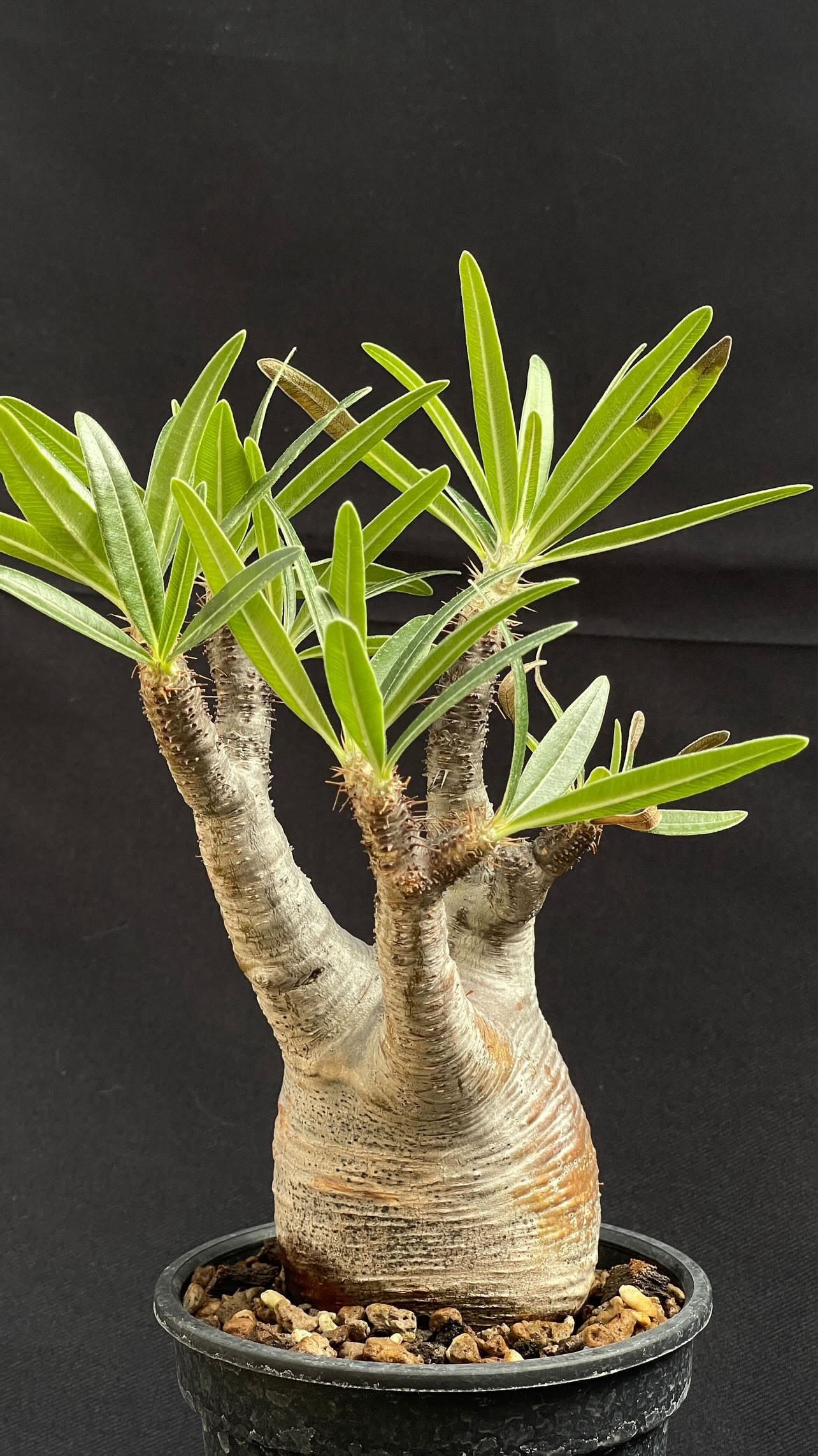 pachypodium gracilius • ⑭