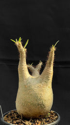 pachypodium gracilius • ⑮