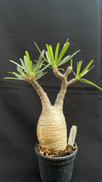 pachypodium gracilius • ⑬