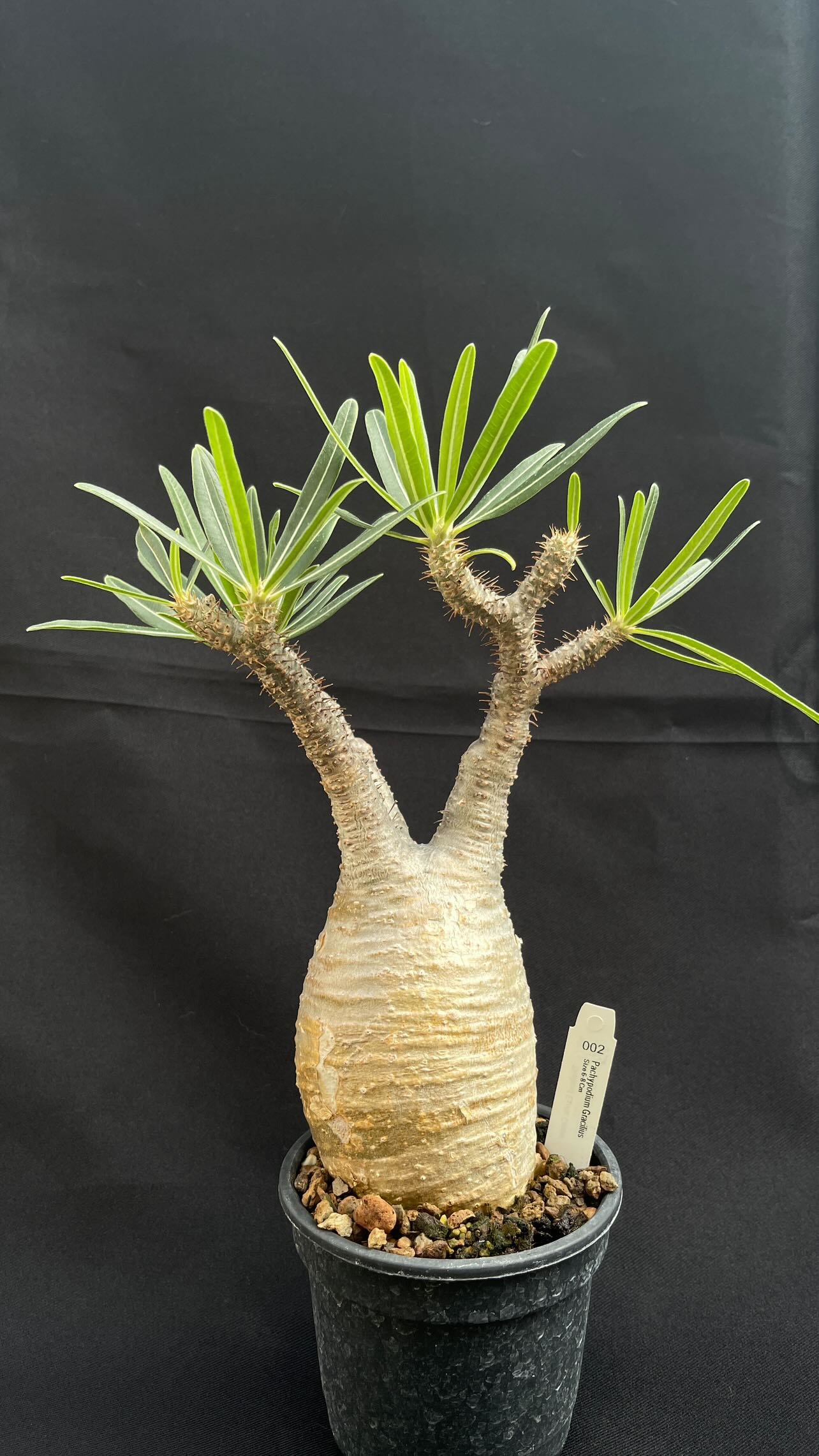 pachypodium gracilius • ⑬