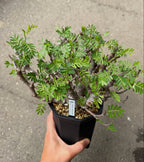 senna meridionalis • seedling