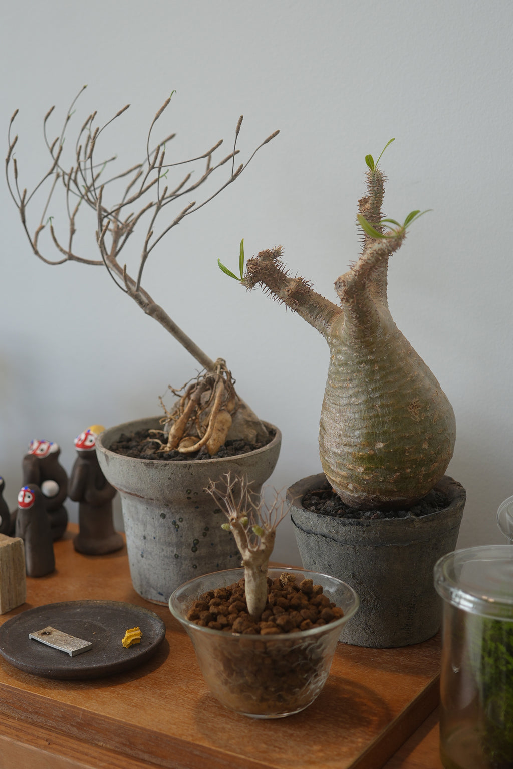 pachypodium gracilius • ⑤