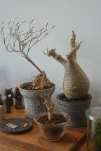 pachypodium gracilius • ⑤