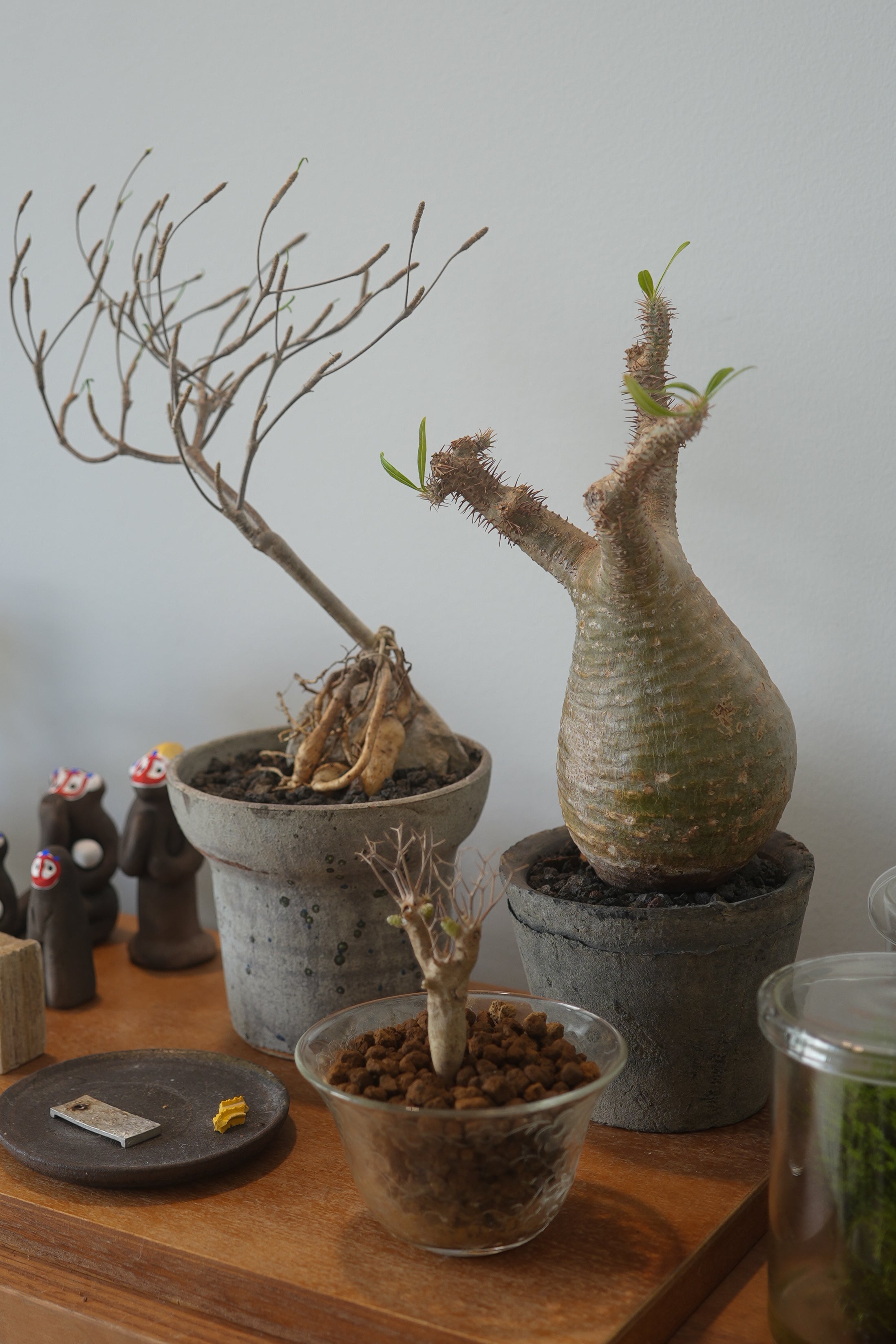 pachypodium gracilius • ⑤