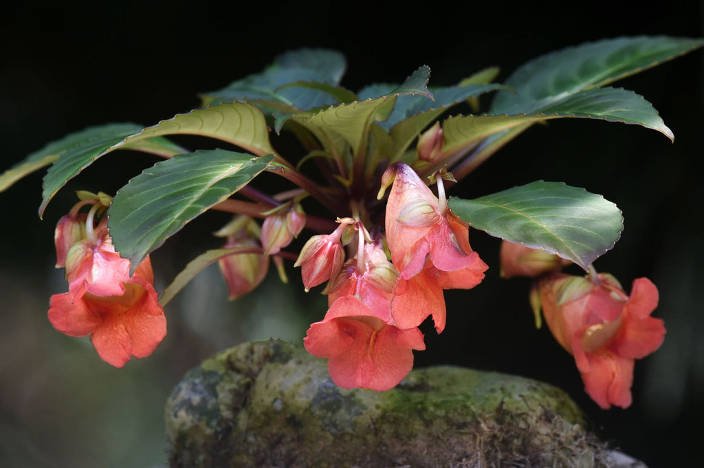 impatiens pengklaii
