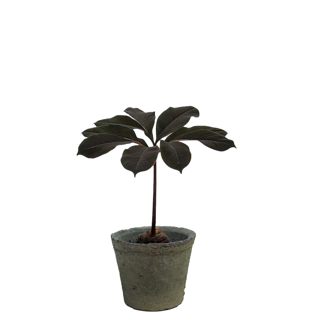 amorphophallus atroviridis