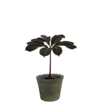 amorphophallus atroviridis