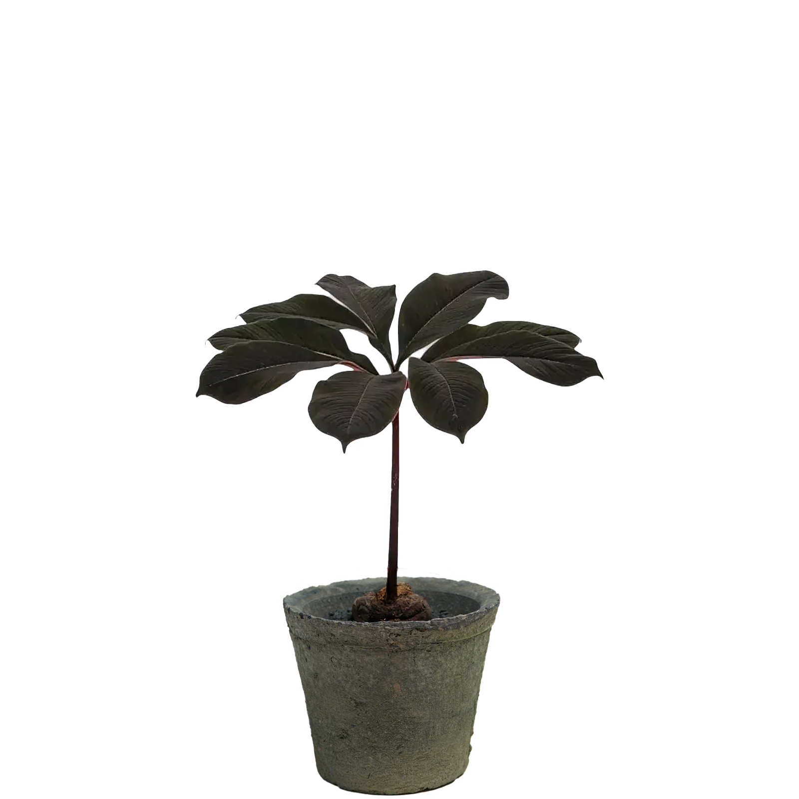 amorphophallus atroviridis