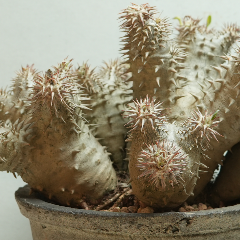 pachypodium ebisu daikoku • えびすだいこく • ①