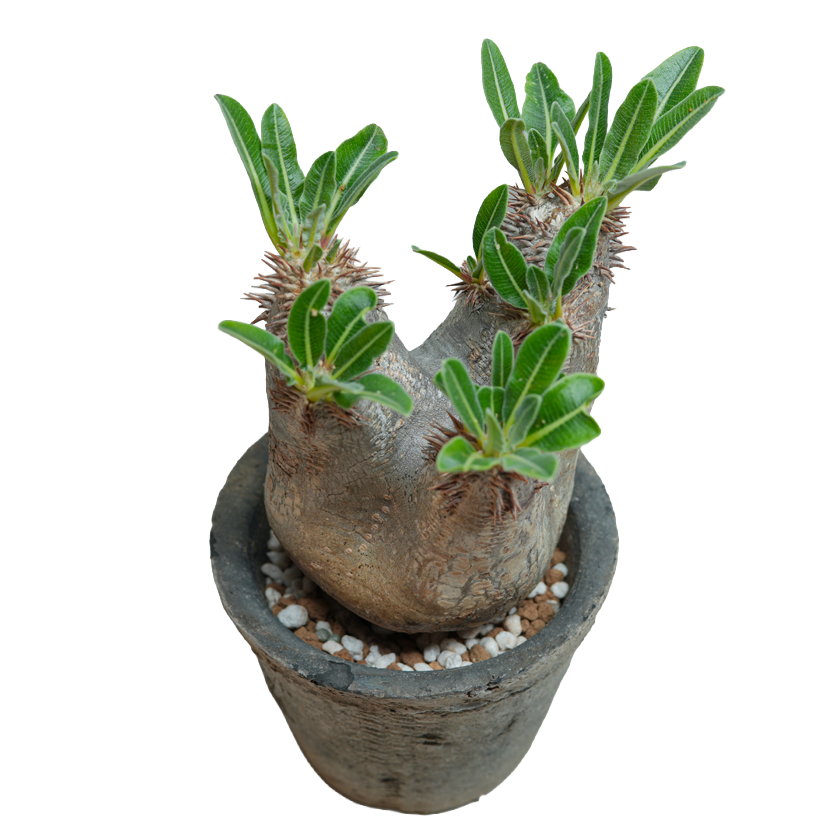 pachypodium enigmaticum • ①