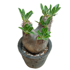 pachypodium enigmaticum • ①