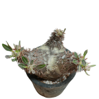 pachypodium enigmaticum • ②