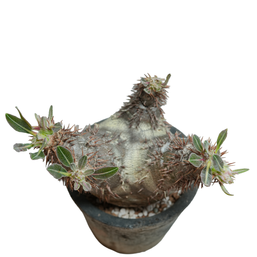 pachypodium enigmaticum • ②