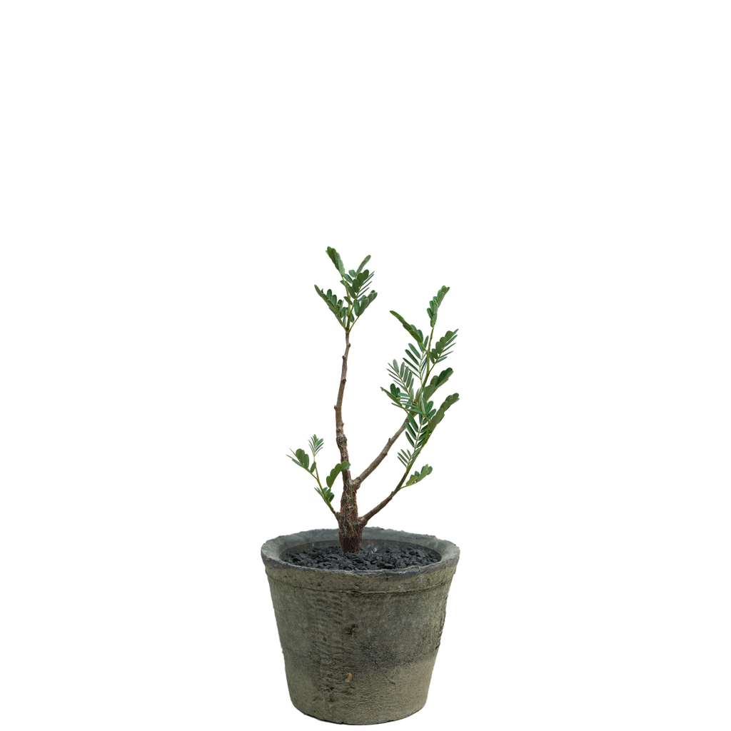 senna meridionalis • seedling