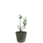 senna meridionalis • seedling