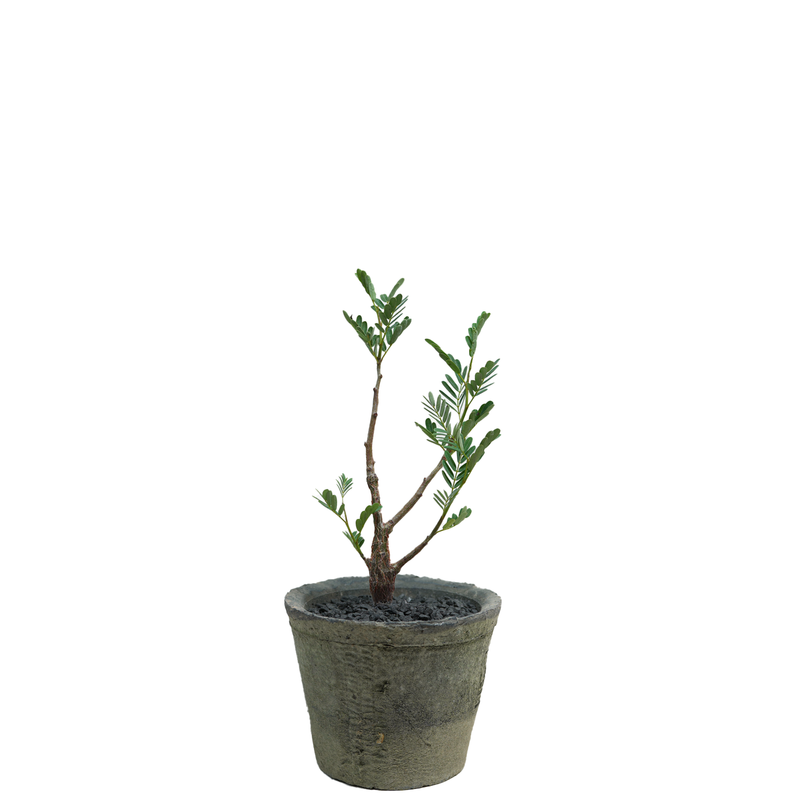 senna meridionalis • seedling