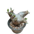pachypodium enigmaticum • ④