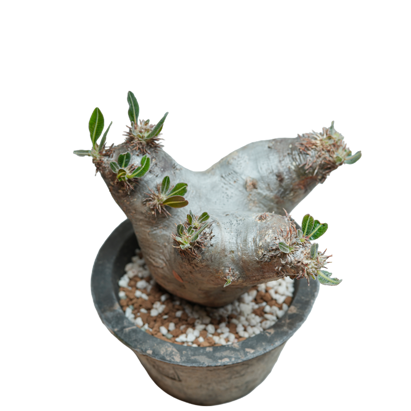 pachypodium enigmaticum • ④