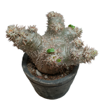 pachypodium ebisu daikoku • えびすだいこく • ③