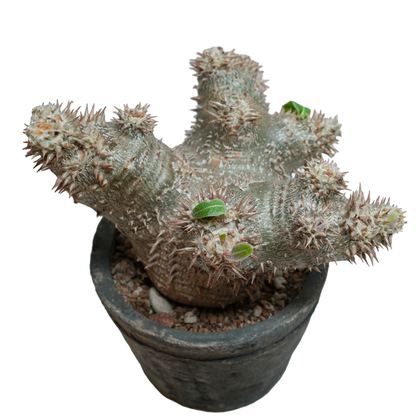 pachypodium ebisu daikoku • えびすだいこく • ③