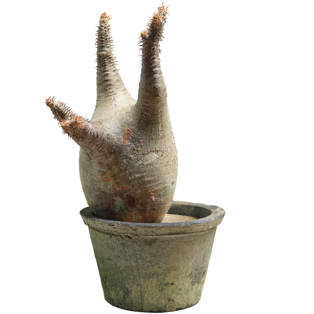 pachypodium gracilius • ⑮