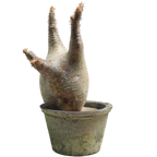 pachypodium gracilius • ⑮