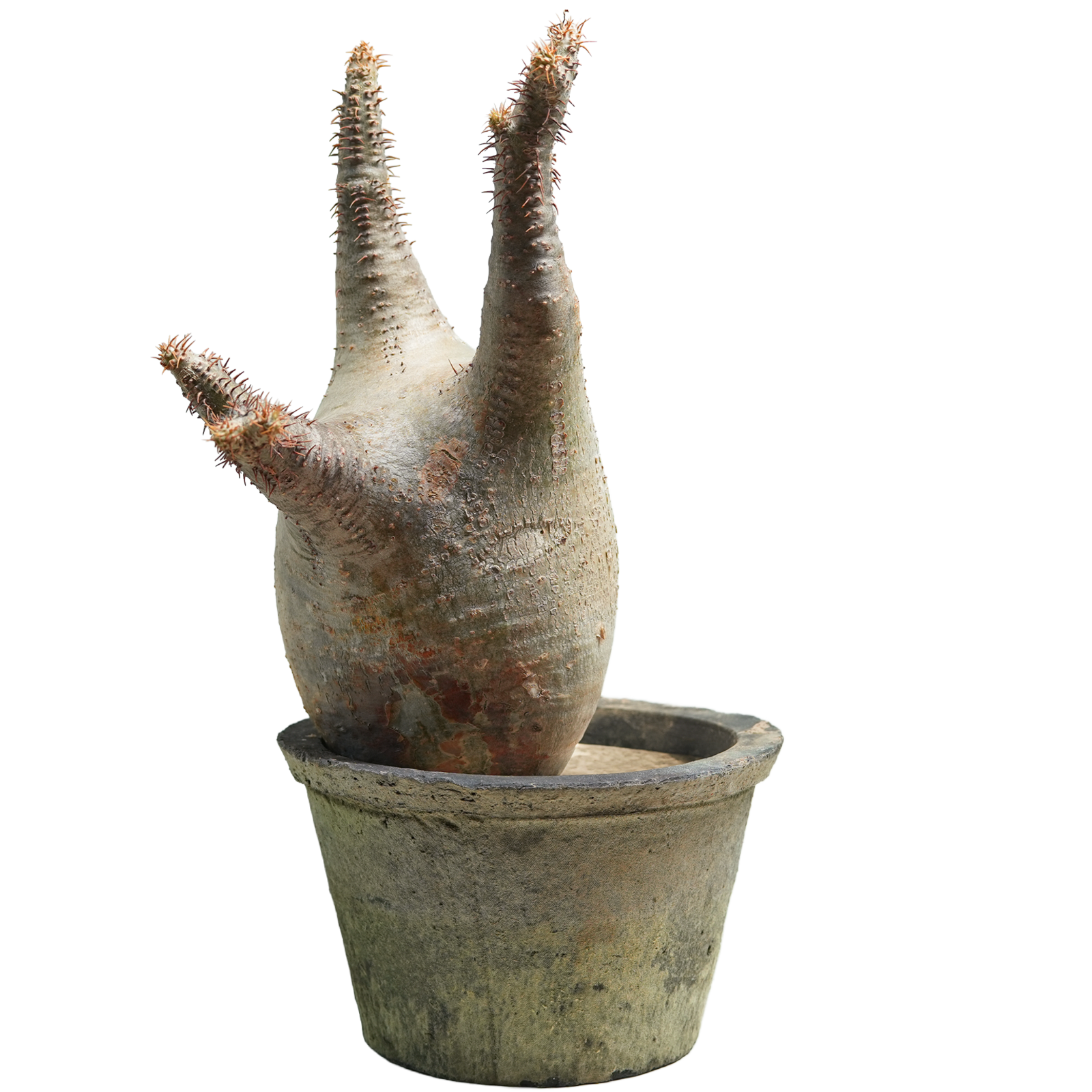 pachypodium gracilius • ⑮