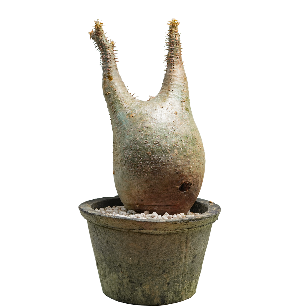 pachypodium gracilius • ⑮