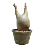 pachypodium gracilius • ⑮