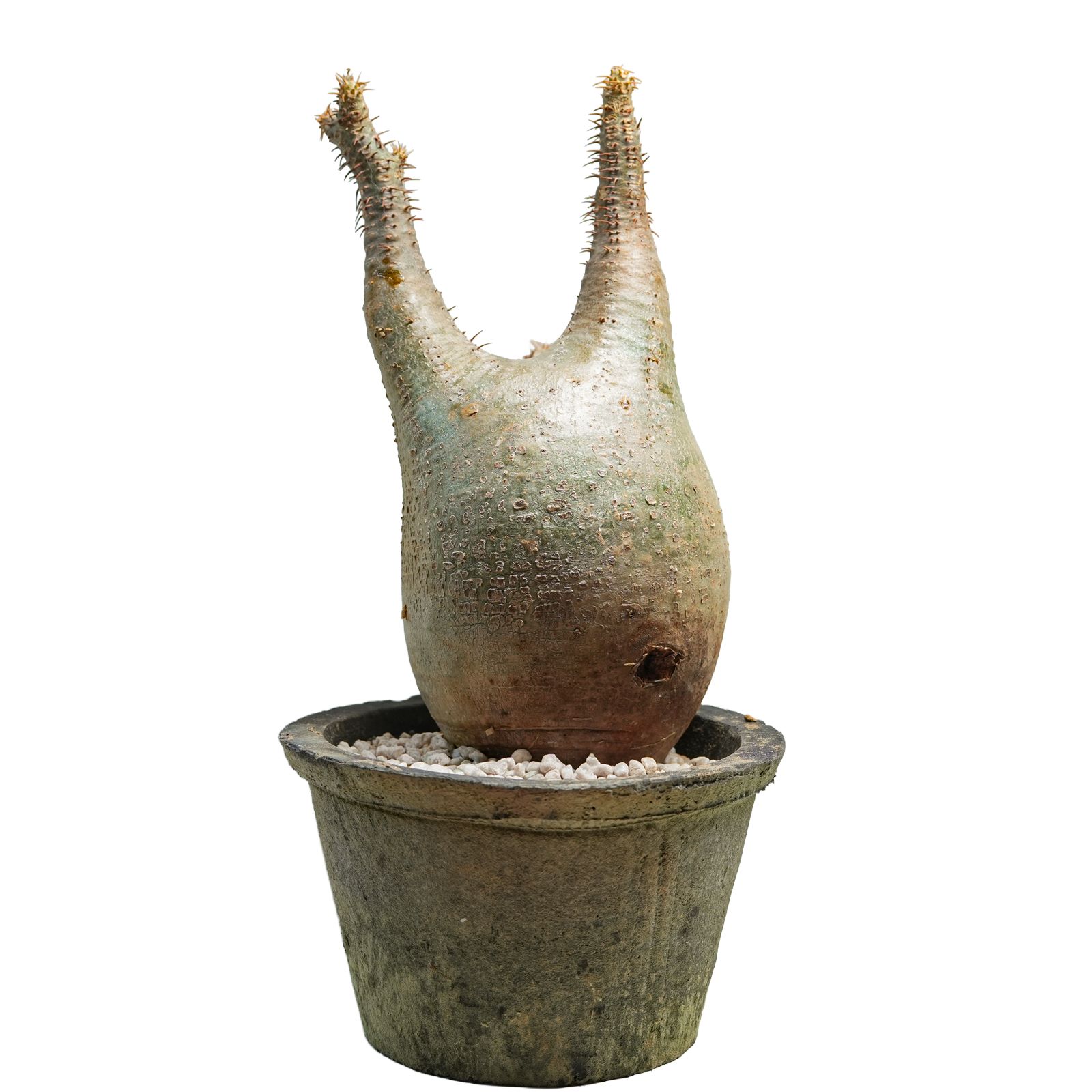 pachypodium gracilius • ⑮