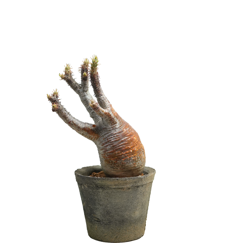 pachypodium gracilius • ⑭