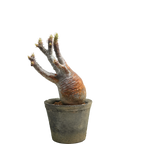 pachypodium gracilius • ⑭