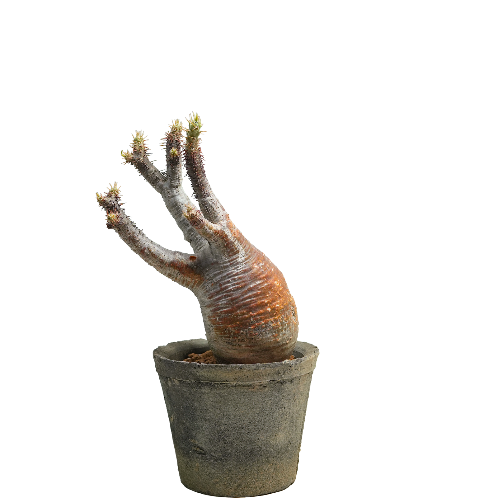 pachypodium gracilius • ⑭